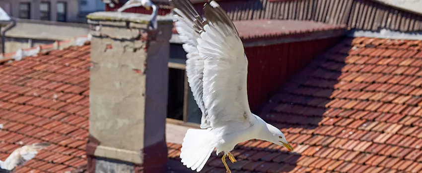 Residential Chimney Animal Removal Solution in Jamestown, NY