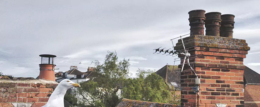 Chimney Cleaning And Restoration in Jamestown, New York